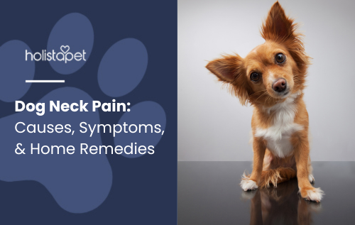 Dog Neck Pain featured blog image by Holistapet. A small brown and white dog tilting its head while sitting on a reflective surface, with a concerned expression.