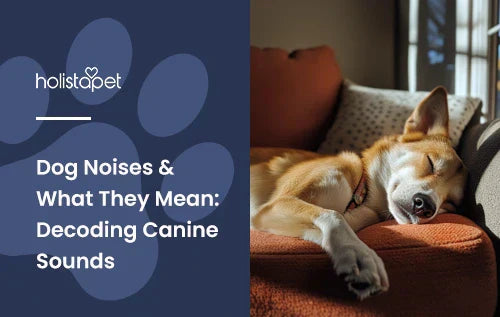 A dog sleeping in a living room on a couch.