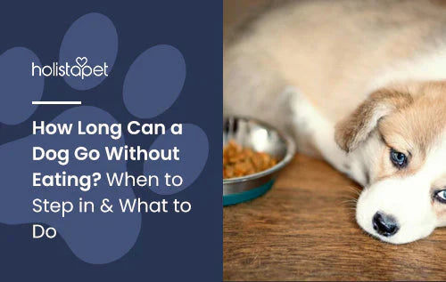 What to do if my dog is not eating