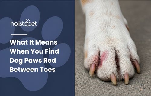 Close-up of a dog's paw with white fur and visible nails, illustrating dog paws red between toes.