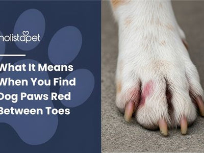 What It Means When You Find Dog Paws Red Between Toes