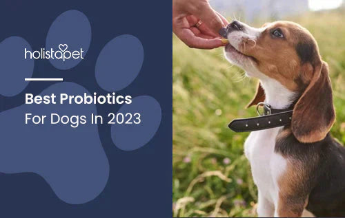 Best Dog Probiotics
