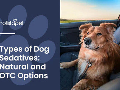 Dog Sedatives for Grooming and Travel [Top Natural & OTC Options]
