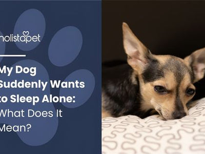 My Dog Suddenly Wants to Sleep Alone: What Does It Mean?