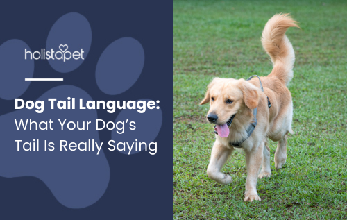 Dog Tail Language blog feature image by Holistapet. Displays a happy Golden Retriever running outside on grass, tail raised and wagging.