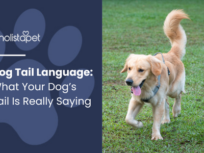 Dog Tail Language: What Your Dog’s Tail Is Really Saying