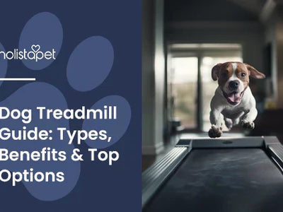 Dog Treadmill Guide: Types, Benefits & Top Options
