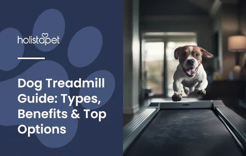 A pitbull running on a treadmill.