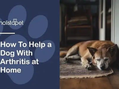 How To Help a Dog With Arthritis at Home [Highly Effective Tips]