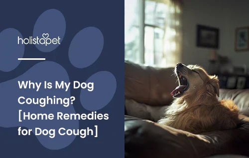 A golden retriever sitting on a couch coughing. 