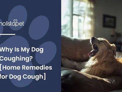 Why Is My Dog Coughing? [Home Remedies for Dog Cough]