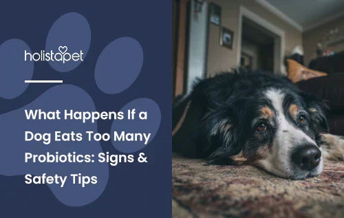 A dog laying down in a living room with the title "What happens if a dog eats too many probiotics".
