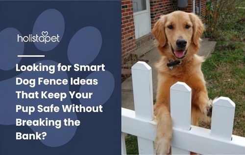 Looking for Smart Dog Fence Ideas That Keep Your Pup Safe Without Breaking the Bank?