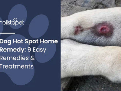 Dog Hot Spot Home Remedy: 9 Easy Remedies & Treatments