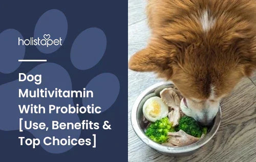 A dog eating out of a dog bowl packed with a bunch of foods high in multivitamins with the title "Dog multivitamin with probiotic".