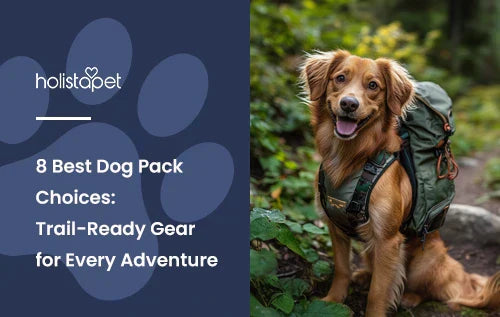 A golden retriever on a hike with a dog backpack on.
