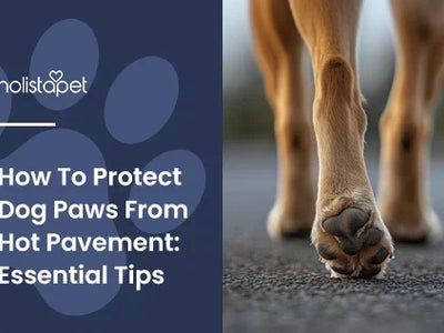 How To Protect Dog Paws From Hot Pavement: Essential Tips