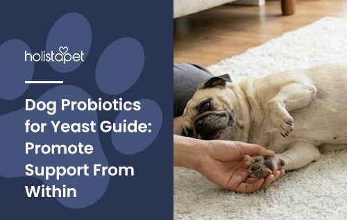 A pug lying down on a carpet with a human holding its paw and the title "Dog probiotics for yeast".
