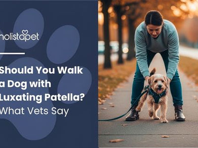 Should You Walk a Dog with Luxating Patella? What Vets Say