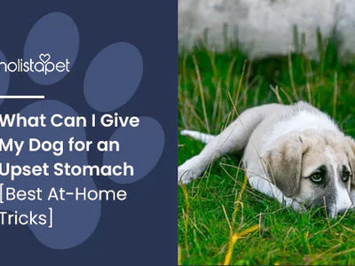 What Can I Give My Dog for an Upset Stomach [Best At-Home Tricks]