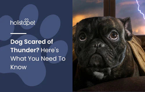 how to calm your dog when there’s thunder