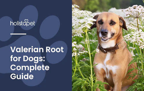 Guide for using Valerian Root for Dogs