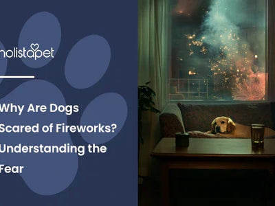 Why Are Dogs Scared of Fireworks? Understanding the Fear