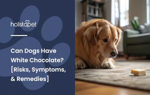 A Golden Retriever looking at a piece of white chocolate on the rug.