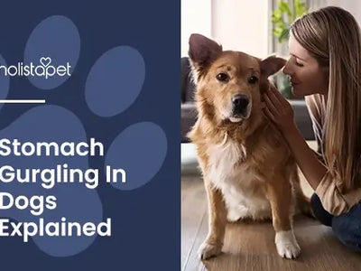 Why Is My Dog's Stomach Gurgling? Normal vs Concerning Signs