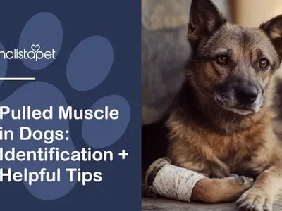 Pulled Muscle in Dogs: Identification + Helpful Tips