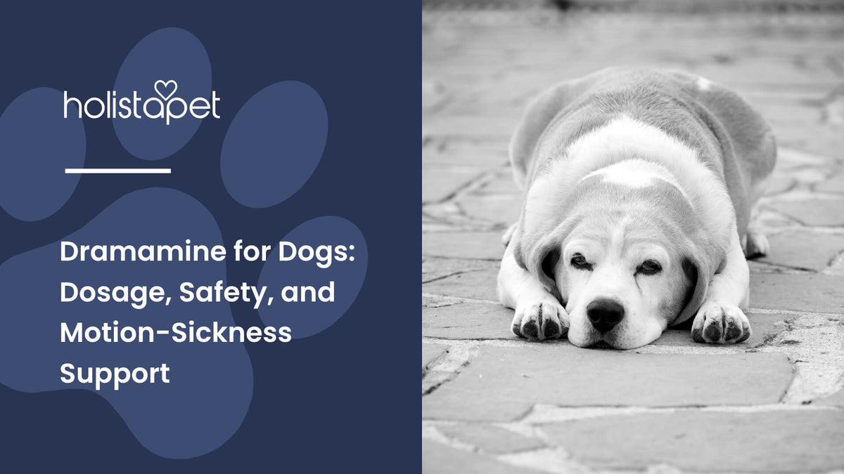 Dramamine for Dogs (featured blog image by Holistapet) shows a dizzy dog lying on a pavement