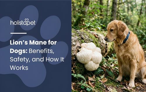 A golden retriever sniffs a white mushroom in the forest, illustrating interest in lion's mane for dogs.