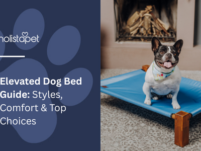 Elevated Dog Bed Guide: Styles, Comfort & Top 8 Choices