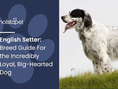 English Setter: Breed Guide For the Incredibly Loyal, Big-Hearted Dog