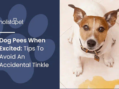 Dog Pees When Excited: Tips To Avoid An Accidental Tinkle