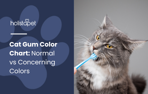 Featured blog image by Holistapet for Cat Gum Color Chart: Normal vs Concerning Colors. The image represents the topic of cat gum health and color indicators.