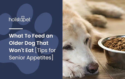 What to feed senior dog