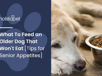 What To Feed an Older Dog That Won't Eat [Tips for Senior Appetites]