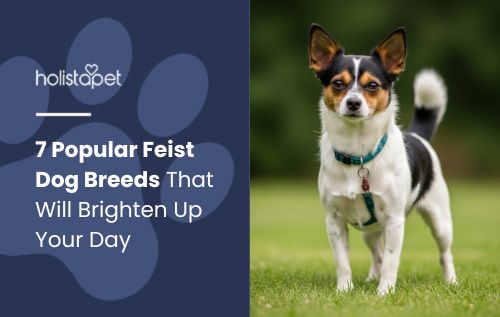 Small Feist dog breed with white, black, and tan markings wearing a teal patterned harness on a grassy lawn