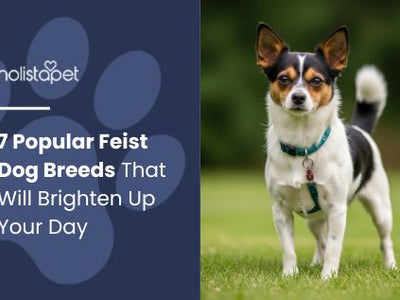 7 Popular Feist Dog Breeds That Will Brighten Up Your Day