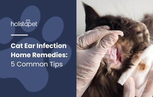 Gloved hand cleaning a cat’s ear with a cotton swab, showing redness and discharge from ear infection
