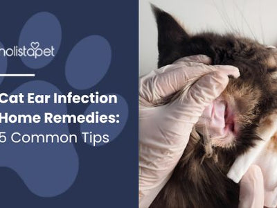 Cat Ear Infection Home Remedies: 5 Common Tips
