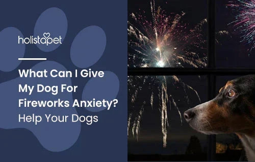 what can i give my dog for fireworks anxiety (featured blog image by Holistapet) shows a dog watching fireworks indoors