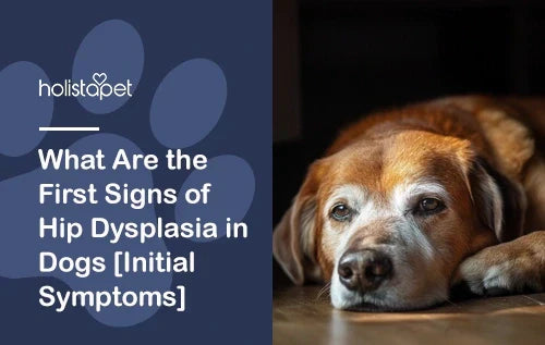 What Are the First Signs of Hip Dysplasia in Dogs [Initial Symptoms]