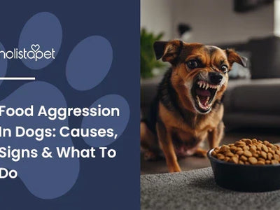 Food Aggression In Dogs: Causes, Signs & What To Do