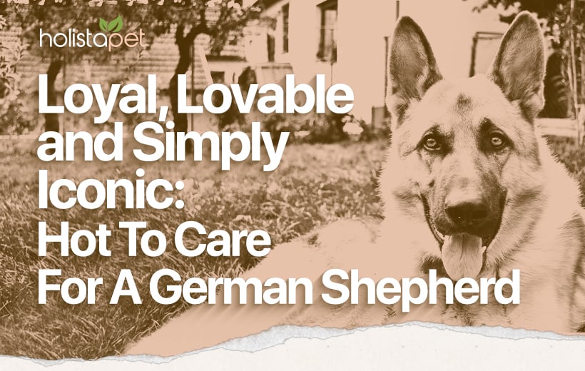 German Shepherd: Your Guide To An Iconic Breed