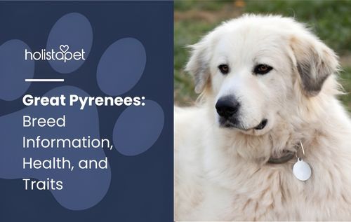 A close-up of a large white Great Pyrenees dog wearing a collar and tag, showcasing its thick fluffy coat and gentle, watchful expression.
