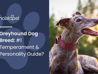 Greyhound Dog Breed: #1 Temperament & Personality Guide?