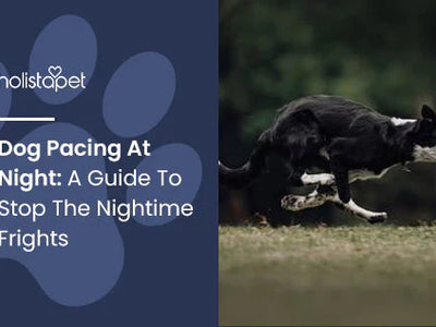 Dog Pacing At Night: A Guide To Stop The Nightime Frights
