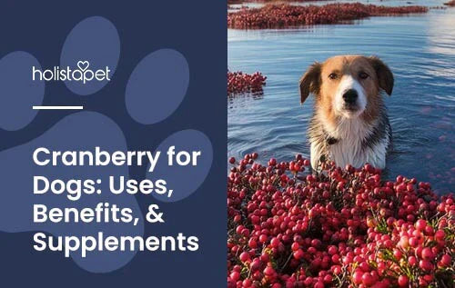 Benefits of Cranberry for Dogs Guide